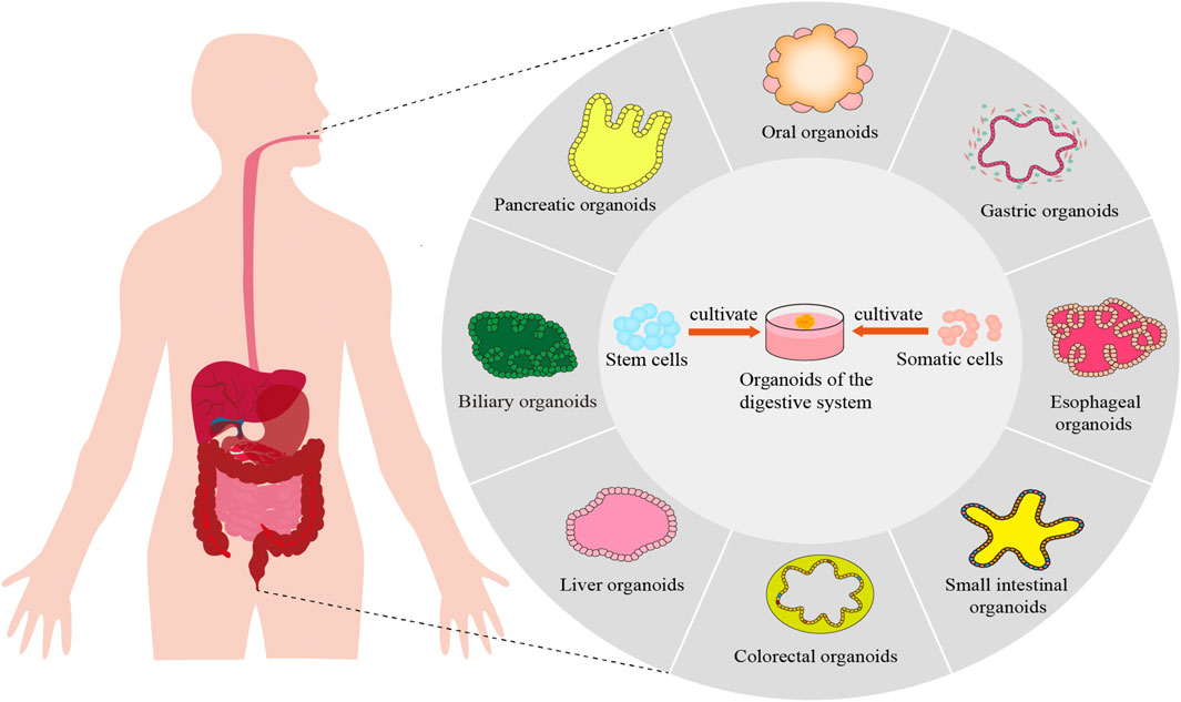 Frontiers | Biomedical applications of organoids derived