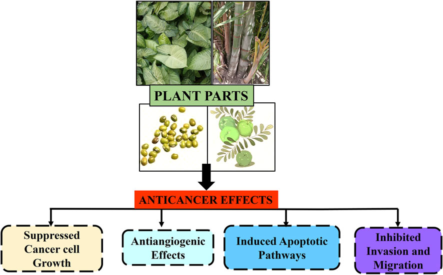 Frontiers | Biosynthesis of silver nanoparticles from plant