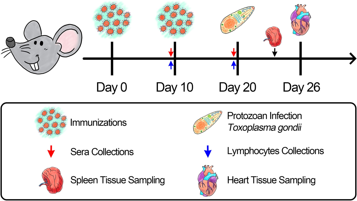 rat　セル Frontiers | PLGA nanoparticles as an efficient carrier in