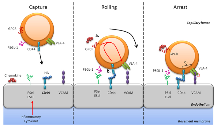 邦楽 Noisy Cell Across CD 邦楽 Noisy Cell Across CD Amazon.co.jp: Focus: ミュージック