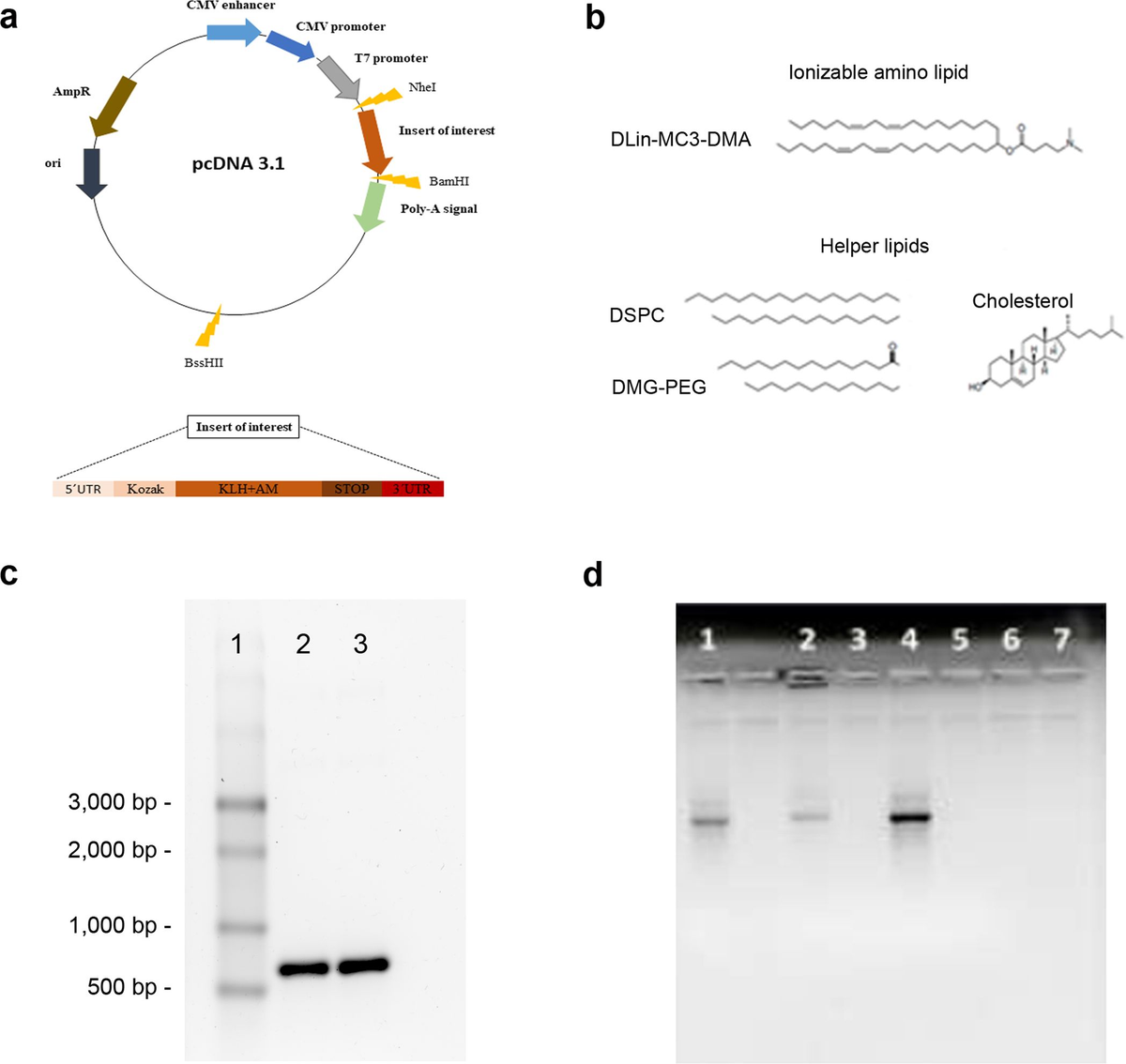 Frontiers | An RNA vaccine against adrenomedullin reduces