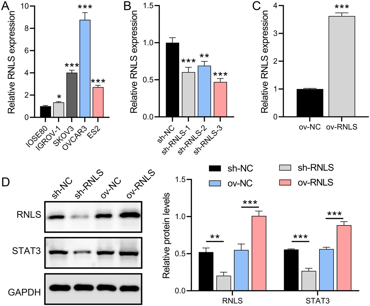 yu様 Frontiers | RNLS promotes ovarian cancer growth and inhibits