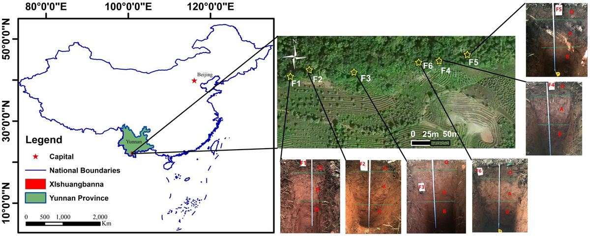 Frontiers | Vertical distribution and factors influencing