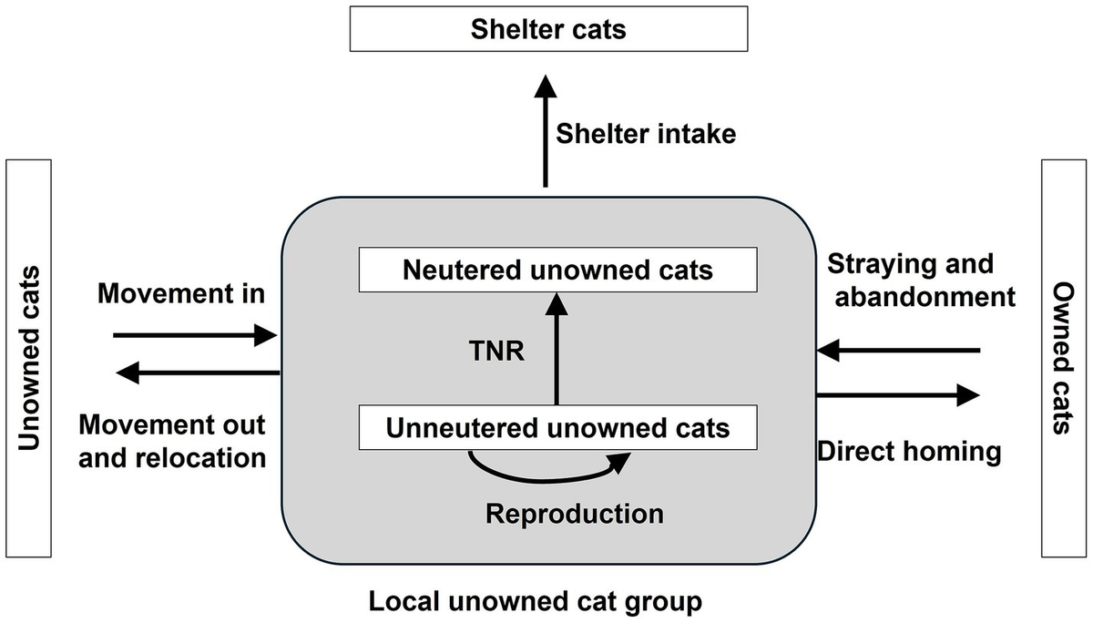 Frontiers Domestic cat management in the UK: learnings from a global