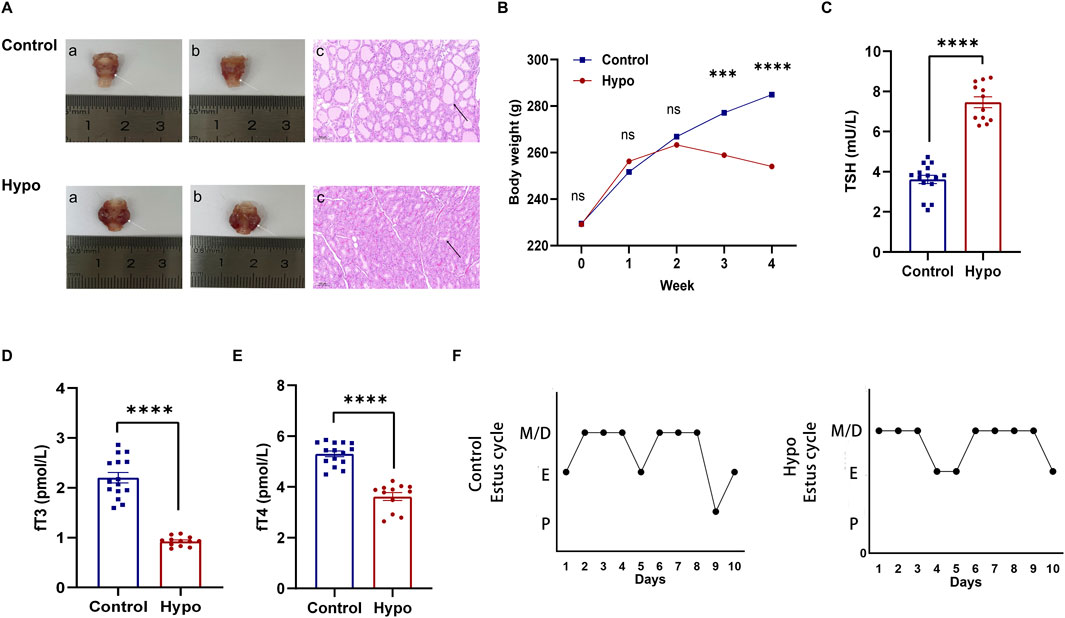 Frontiers | Adult-onset hypothyroidism induces granulosa