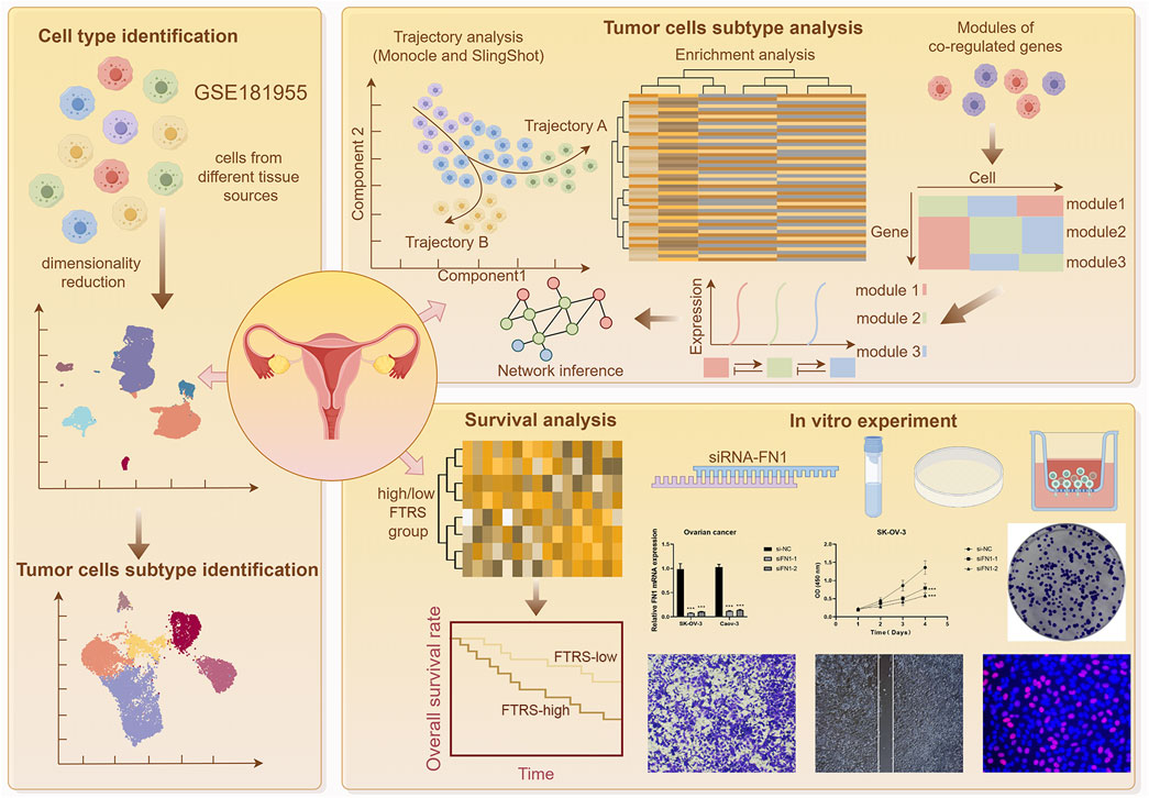 Frontiers | Integrated multi-omics analysis reveals the