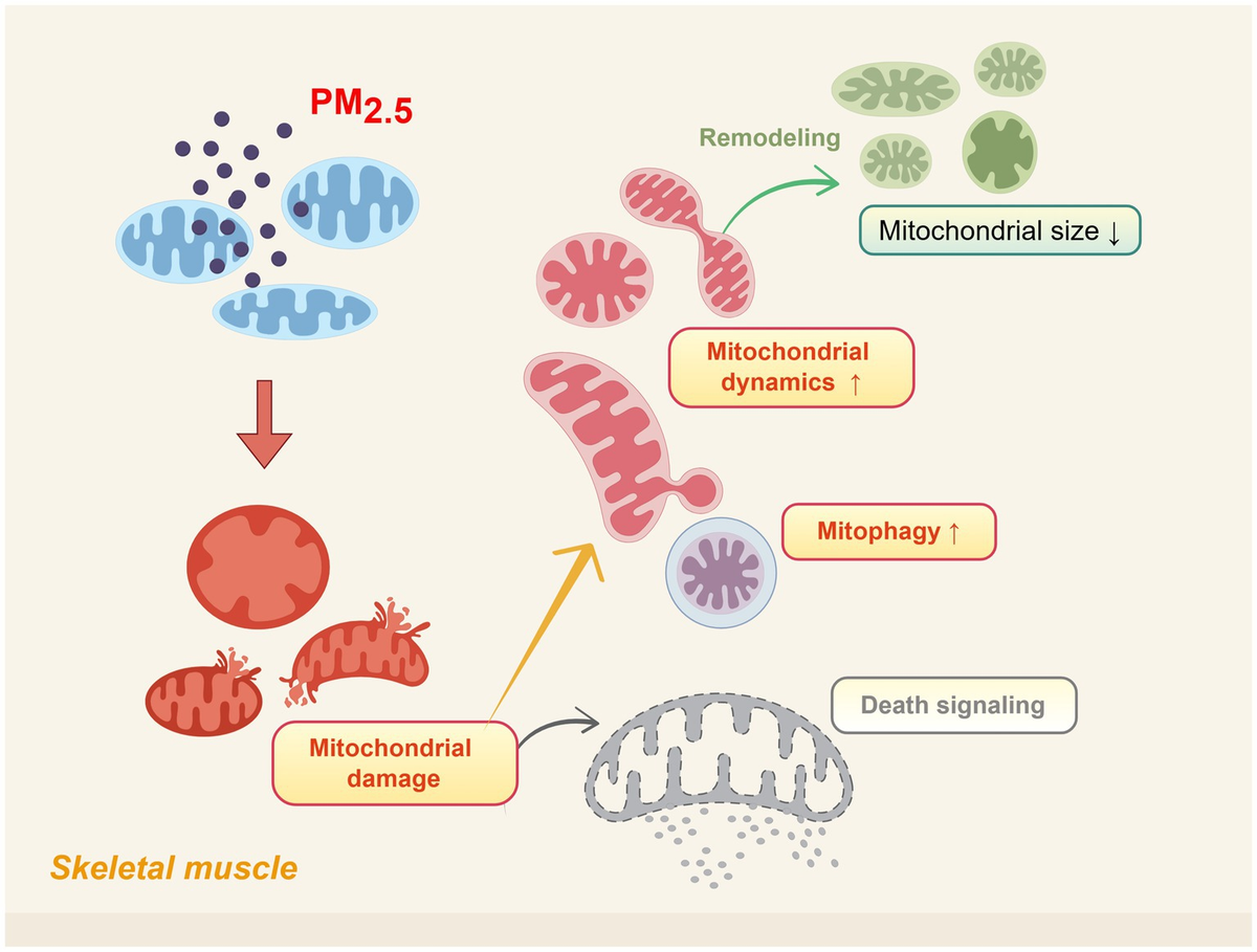 Frontiers | Effects of atmospherically relevant PM2.5 on