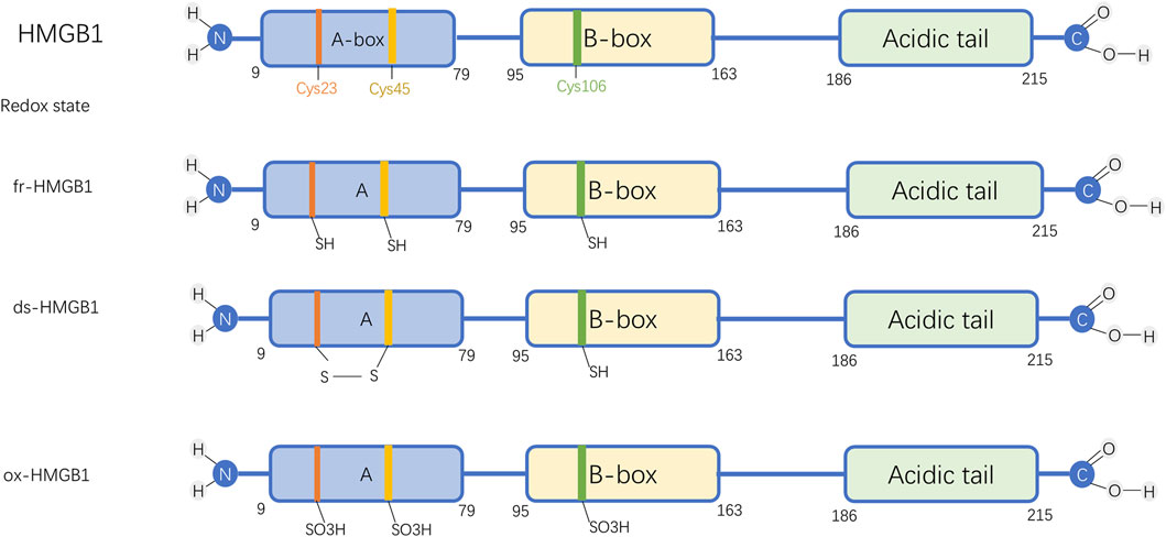 Frontiers | High-mobility group box 1 in acute kidney injury