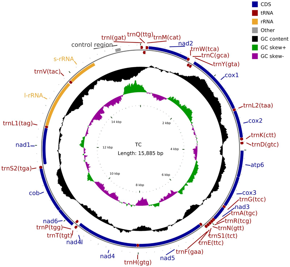 Frontiers | Complete mitochondrial genome of Tribolium