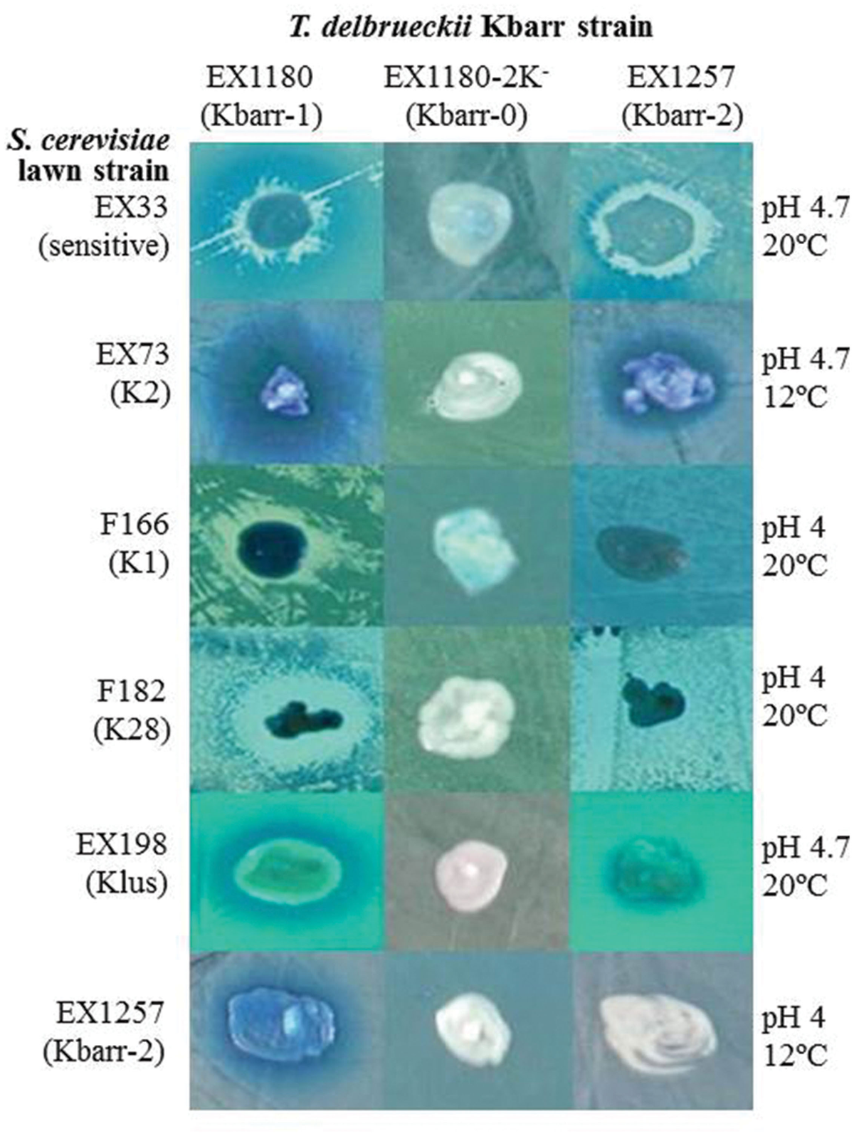 LEGO Brick Challenge - FBK Magazine, image size:1200x1596