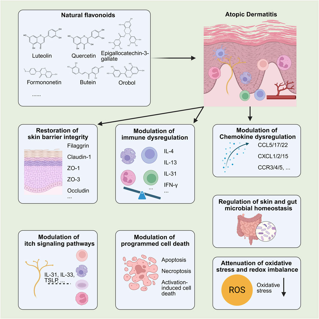 FーBLOOD Pregnane X receptor (PXR) deficiency protects against spinal