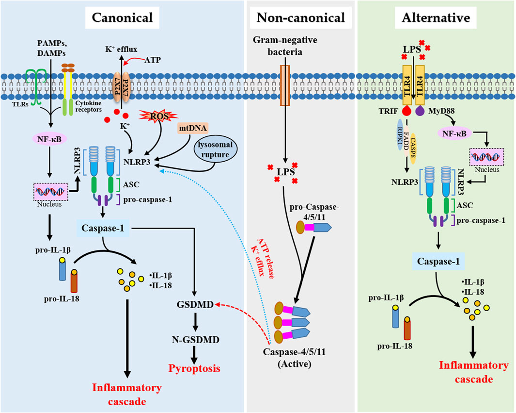 Non 11、13、39A、86 Frontiers | An overview of current research on the