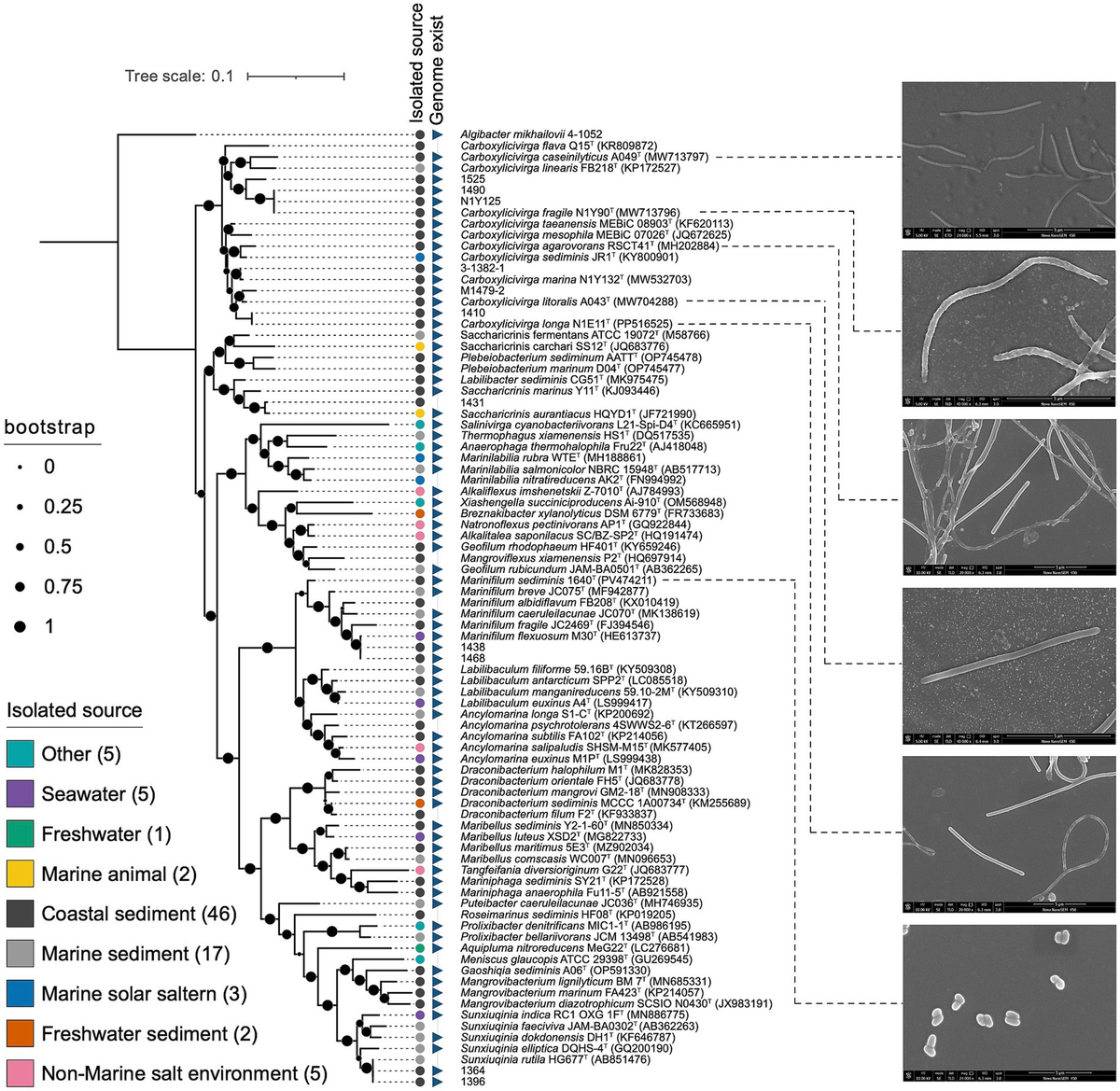 Frontiers | Six new bacterial species of Marinilabiliales