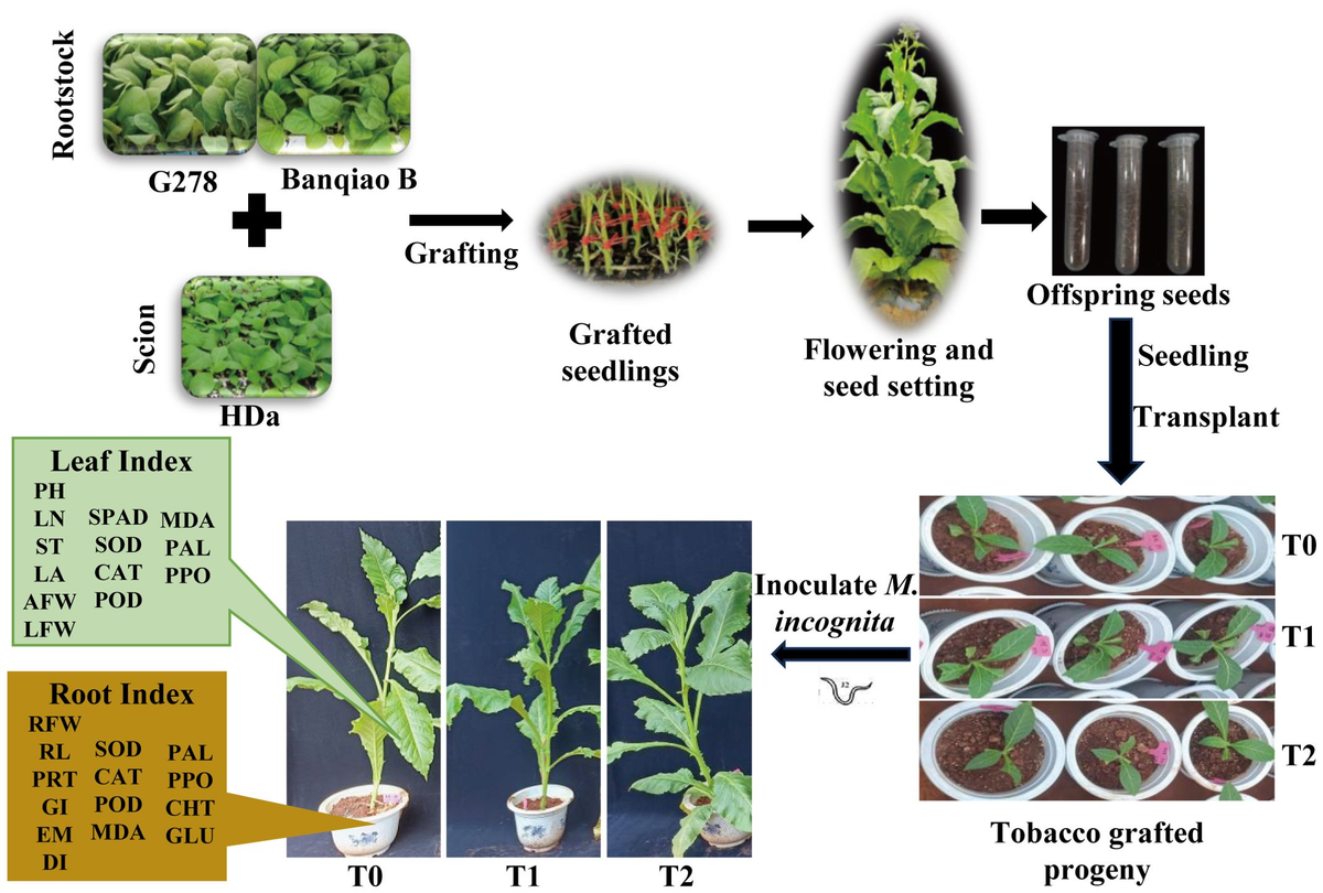 Frontiers | New strategy for controlling root-knot nematodes