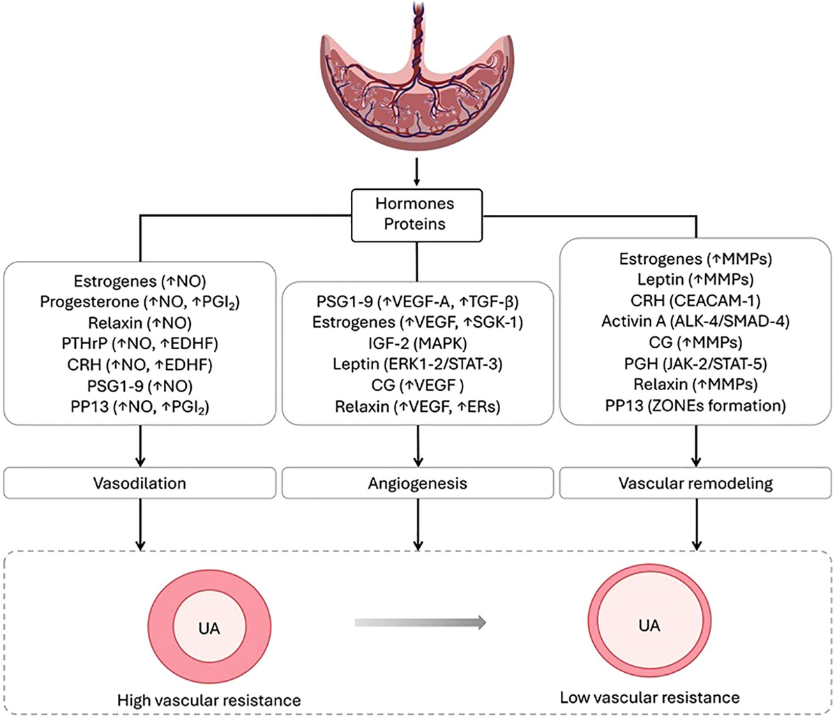 アン アン Receptors, Channel Proteins, and Enzymes Involved in