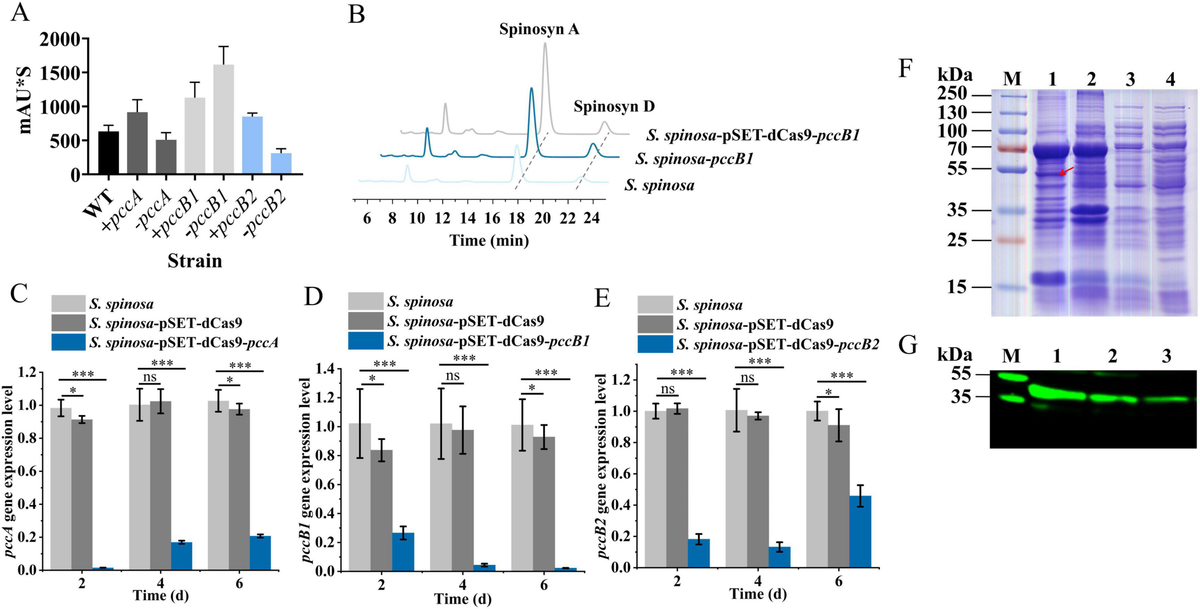 Frontiers | Coordinated regulation of propionyl-CoA carboxylase