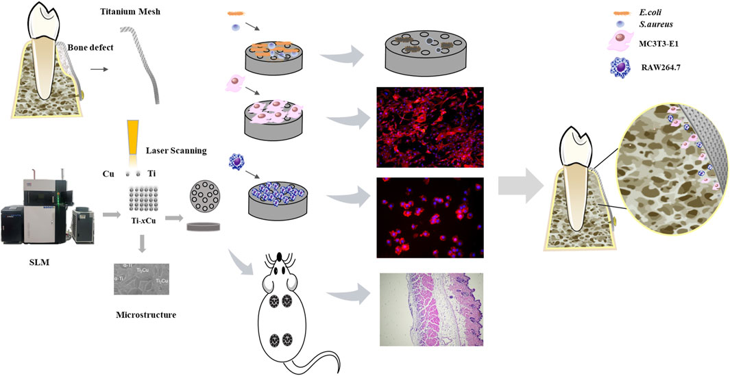 Frontiers | 3D-printed copper-containing tailored titanium