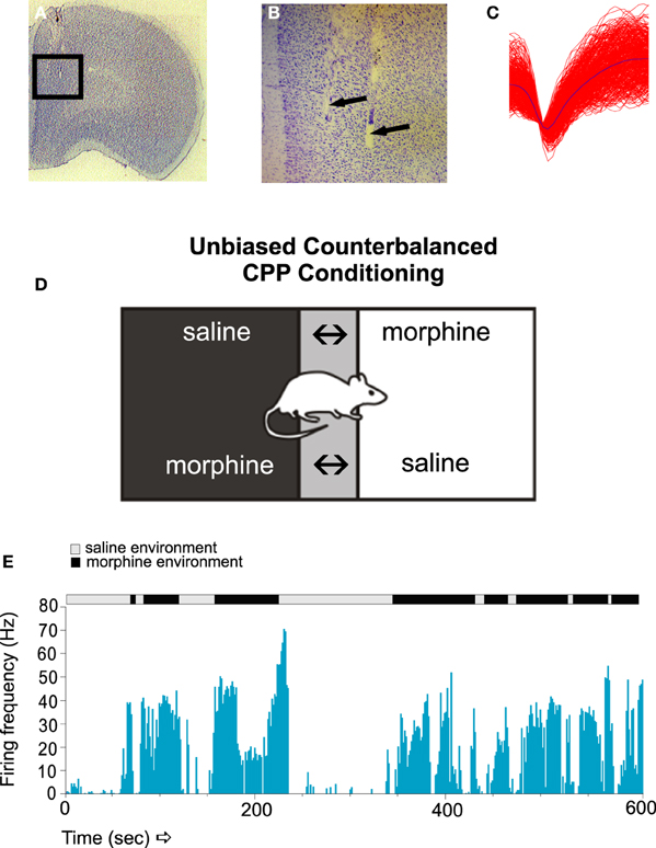Frontiers | Molecular and neuronal plasticity mechanisms in Frontiers | Molecular and neuronal plasticity mechanisms in