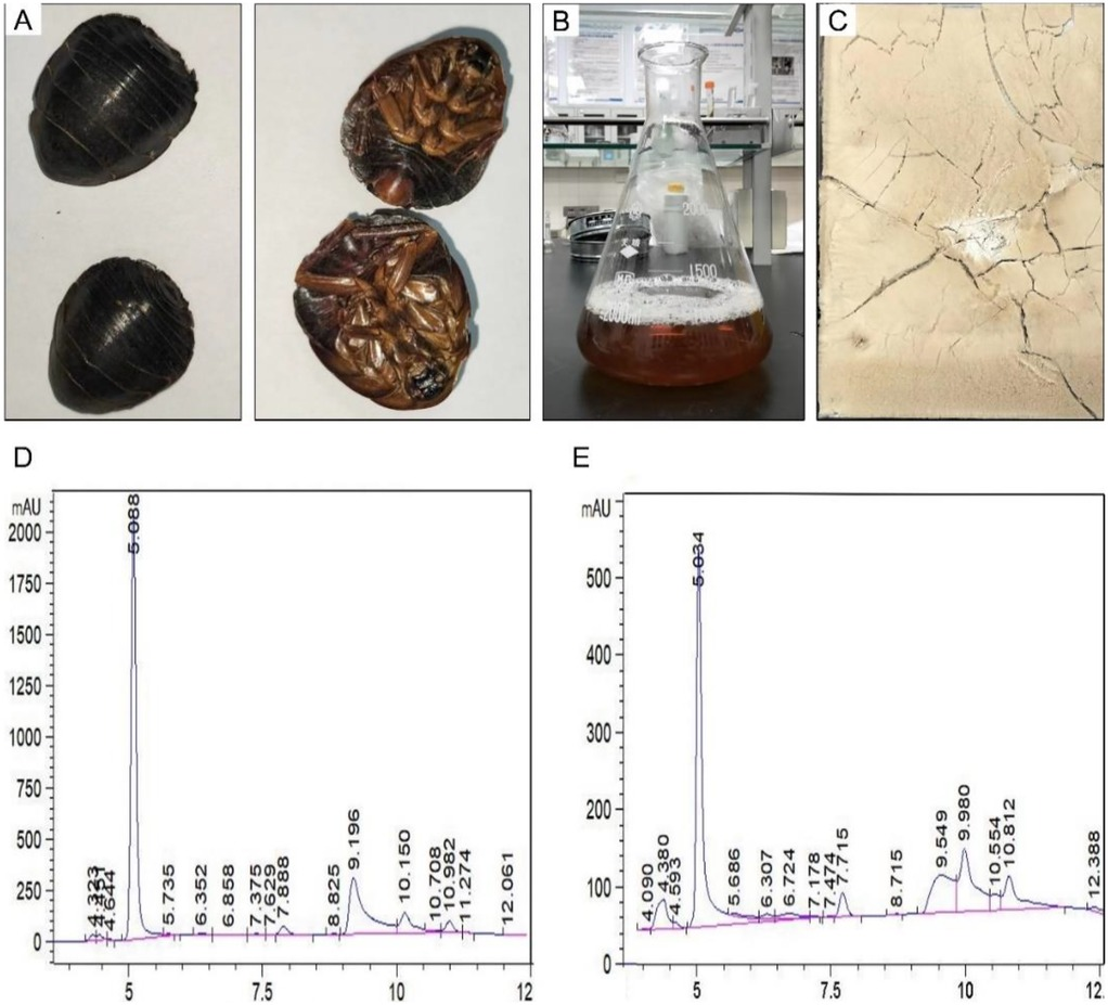 Frontiers | Oral Eupolyphaga sinensis extract promotes lumbar