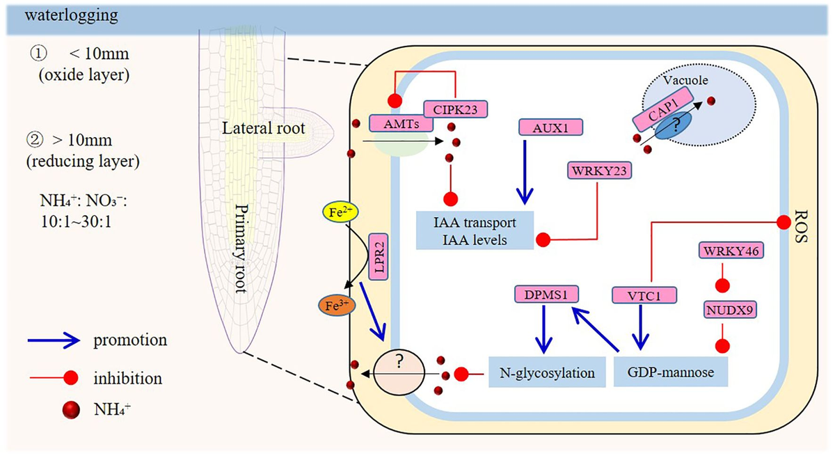 Frontiers | Ion toxicity in waterlogged soils: mechanisms of