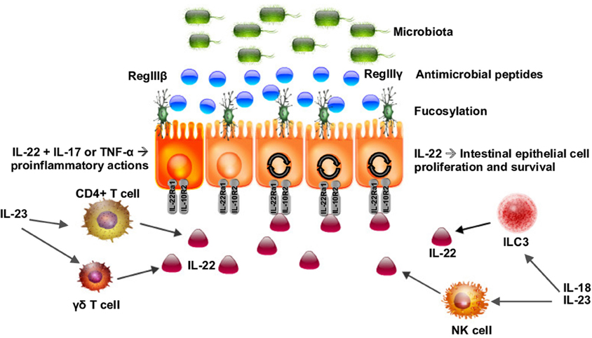 Role of IL‐10 and IL‐22 cytokines in patients with primary immune