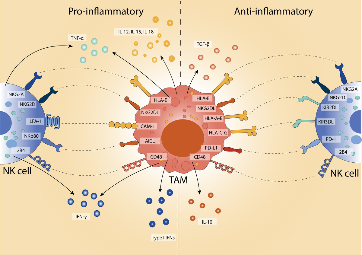 Frontiers | Enhancing natural killer cell anti-tumour