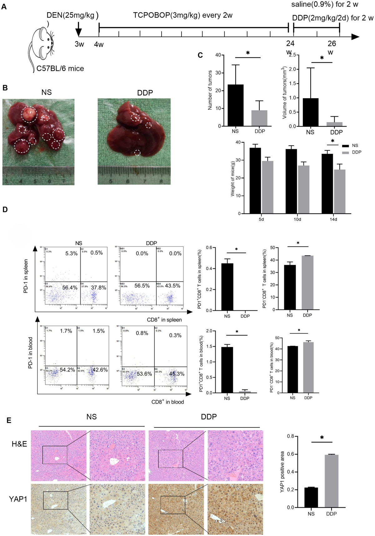 Frontiers | Verteporfin inhibits the cGAS-STING pathway and
