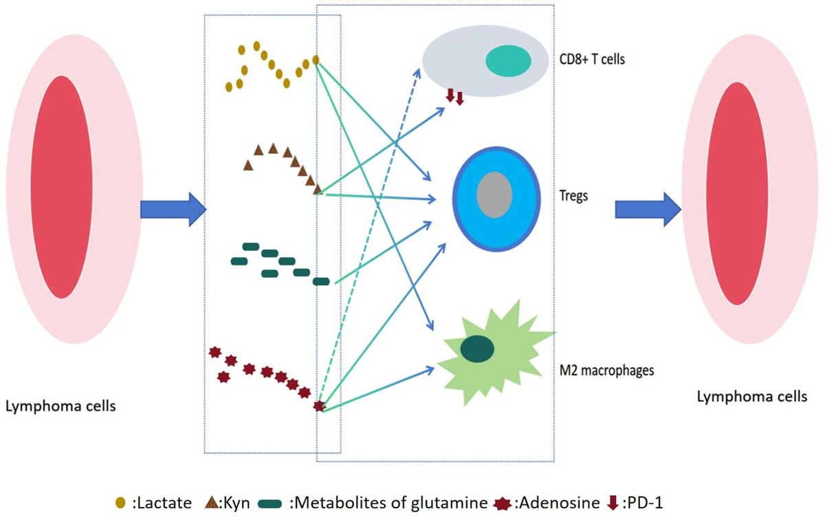 Frontiers | Metabolic-immune axis in the tumor