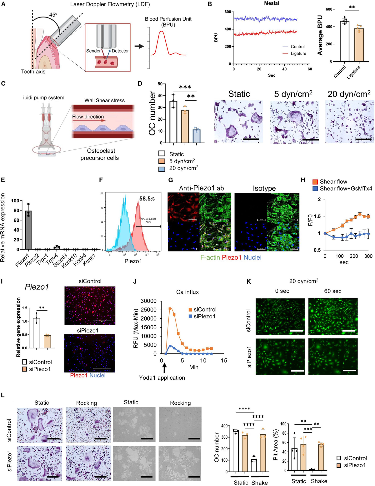 Frontiers | Piezo1 protects against inflammatory bone loss via a