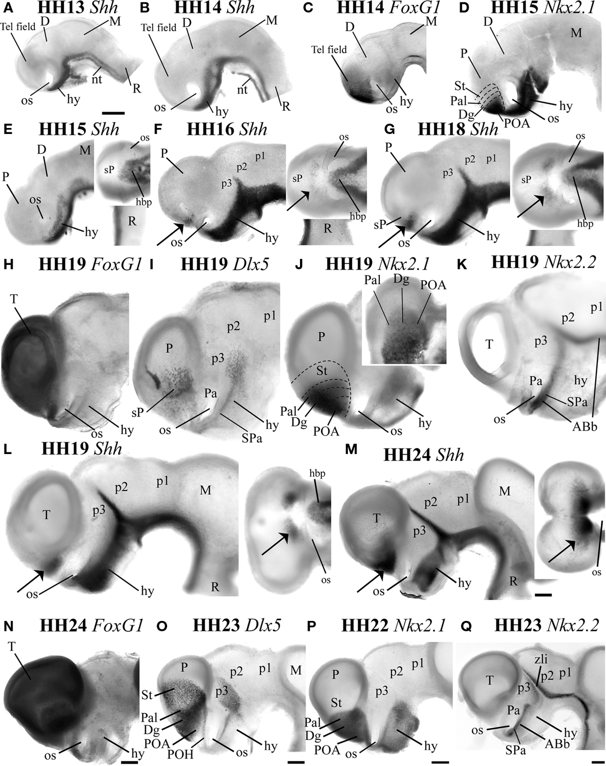 fnana-04-00028-g001.jpg