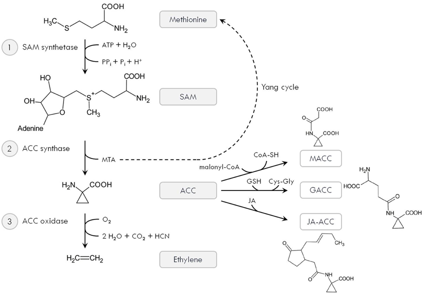 【残りわずか】 Frontiers | Big Molecule, Small Stress: Metal and Ethylene その他