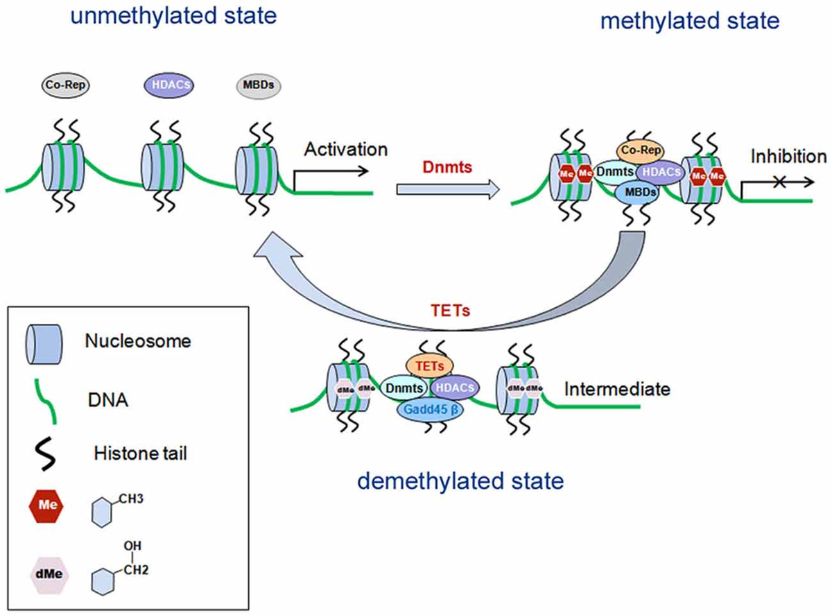 Frontiers | Advancements in the Underlying Pathogenesis of