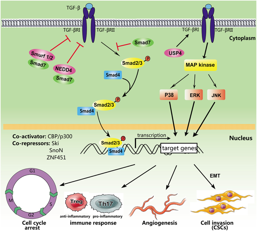 Frontiers | Transforming growth factor-β: an important