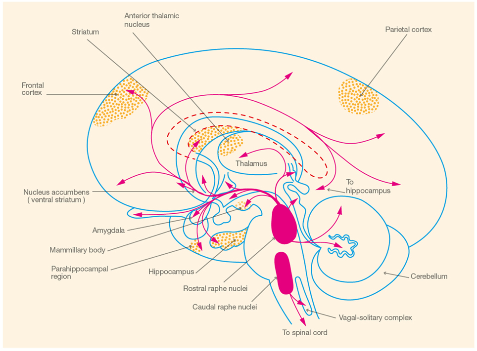 Frontiers | Hippocampal 5-HT1A Receptor and Spatial Learning