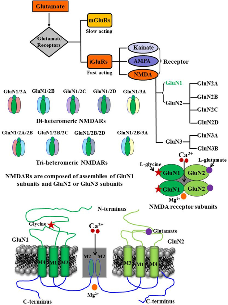 R nmda clearance