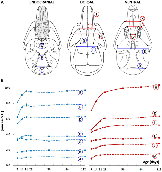 Frontiers | Postnatal Ontogeny of the Cranial Base and