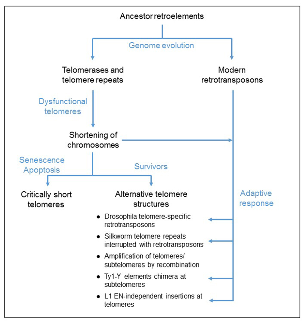 Amazon.com: The Major Transitions in Evolution
