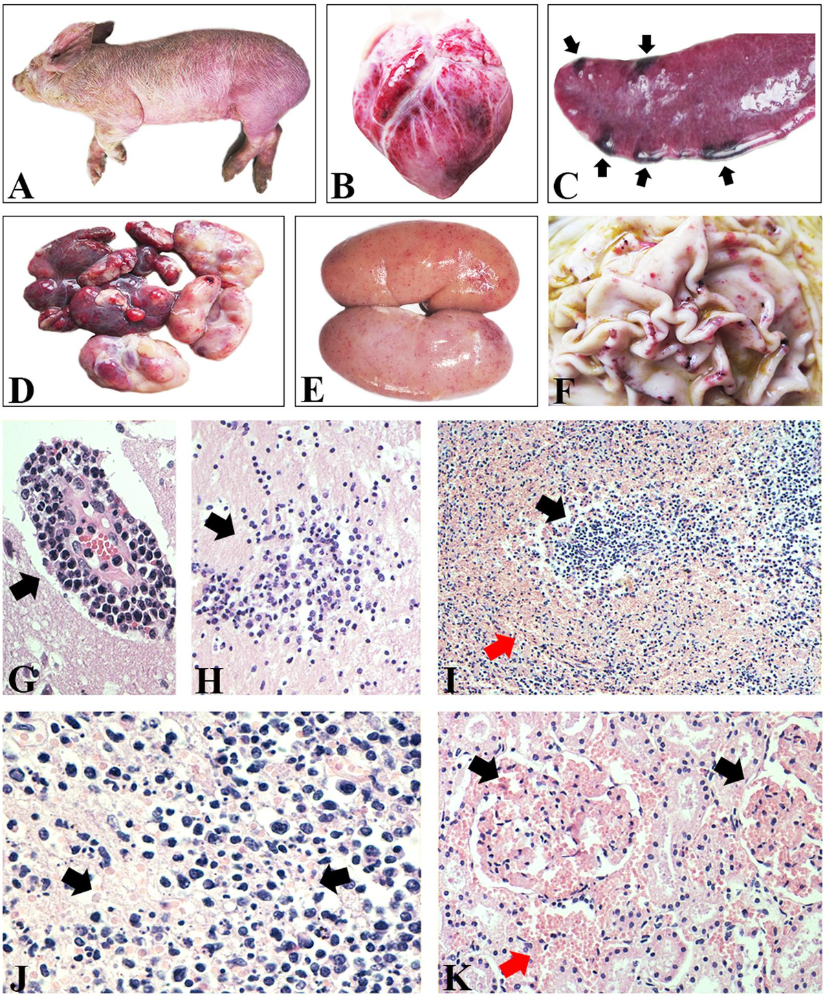 Frontiers | Genetic Diversity and Positive Selection