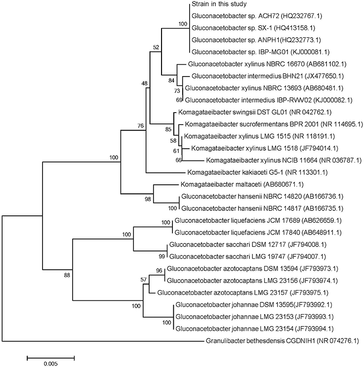 【新作からSALEアイテム等お得な商品満載】 | Frontiers Metabolic Gluconacetobacter in Investigation その他