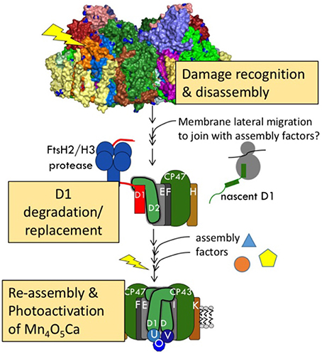 High Light Acclimation Mechanisms Deficient in a PsbS