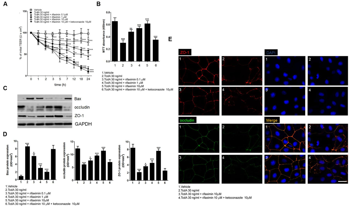 Frontiers | Rifaximin Improves Clostridium difficile Toxin A