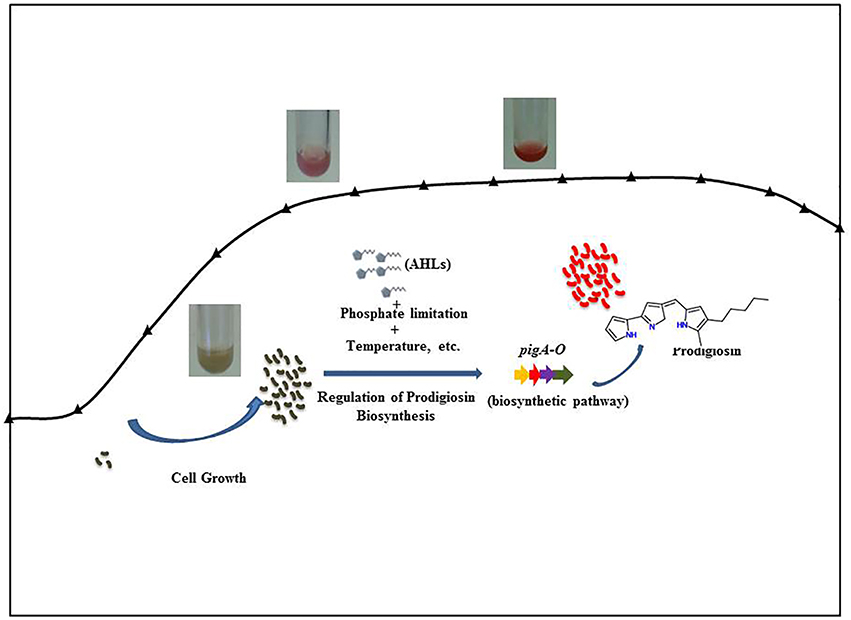 Frontiers | Serratia Secondary Metabolite Prodigiosin