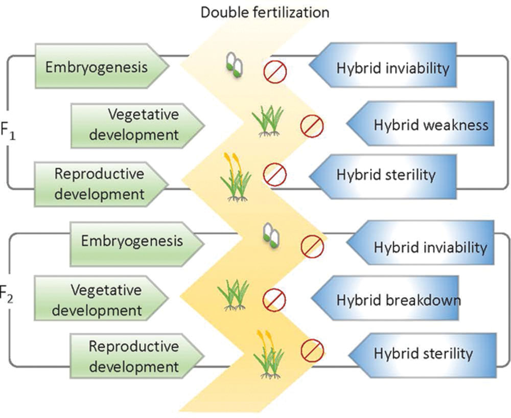 Hematopoietic responses to metal-organic frameworks in adult