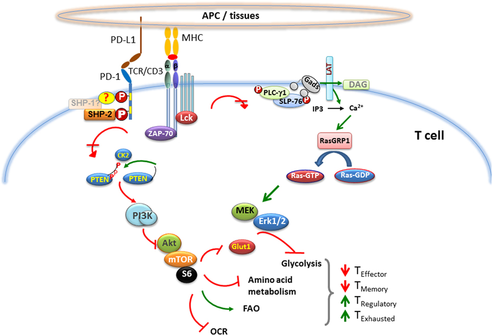 【OT】EMD PD-1 Frontiers | The PD1:PD-L1/2 Pathway from Discovery to