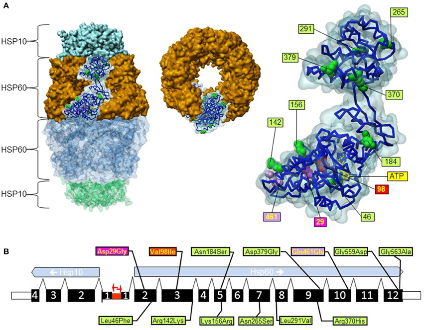 【新品未開封・送料無料】 Mutations Disease-Associated | Frontiers in Gene HSPD1 the ウィッグ・エクステ