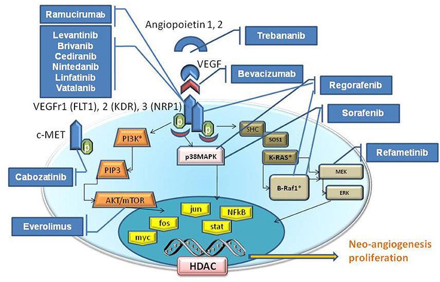 Frontiers | Angiogenesis Inhibitors for the Treatment of