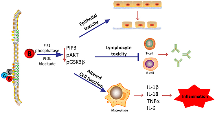 【有名人芸能人】 Frontiers to Contributes Toxin Distending Cytolethal The | リング(指輪)