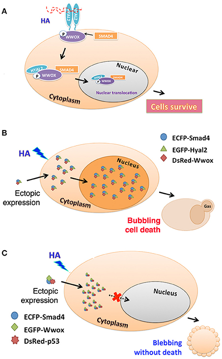Frontiers | Natural Killer Cells in Antibody Independent and