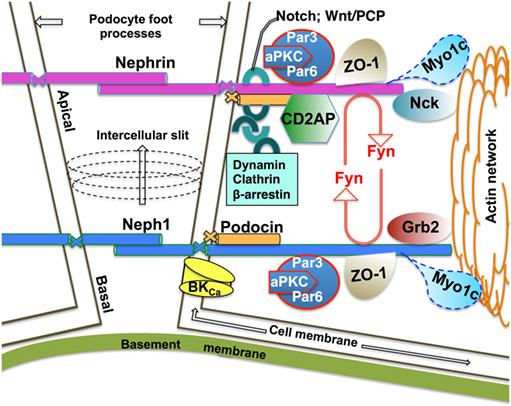 【新品未開封・送料無料】 Trafficking Endocytic | Frontiers at Podocyte Mature the ノーカラージャケット