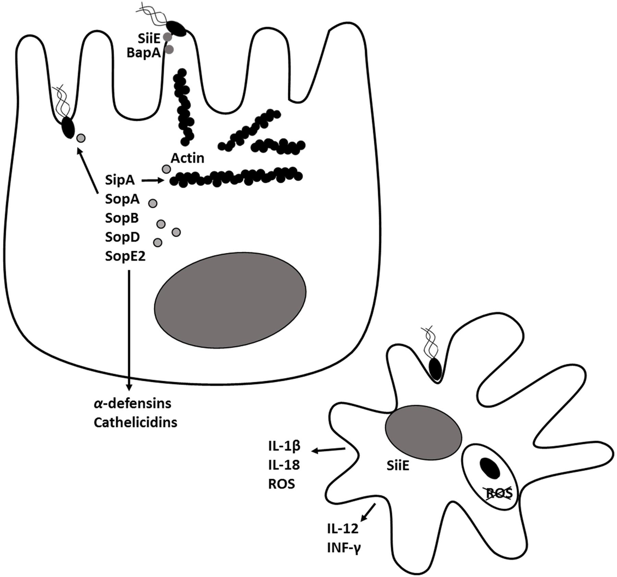 Frontiers | Salmonella Typhimurium and Multidirectional Communication in  the Gut
